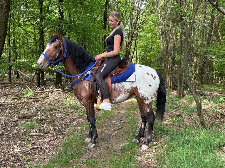 Appaloosa Hongre 4 Ans 149 cm Léopard in Linkenbach