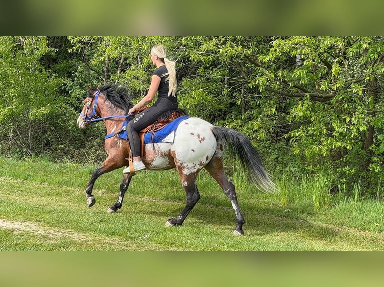Appaloosa Hongre 4 Ans 149 cm Léopard in Linkenbach