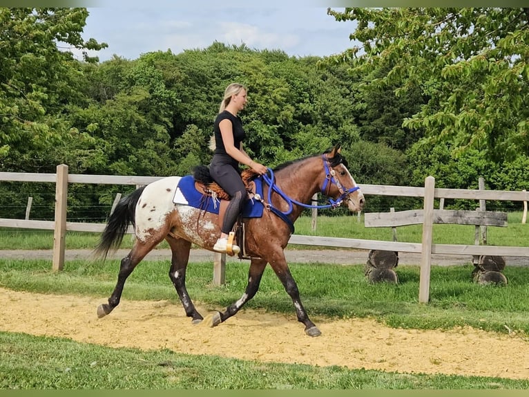 Appaloosa Hongre 4 Ans 149 cm Léopard in Linkenbach