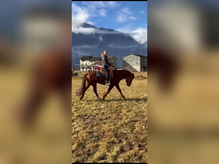 Appaloosa Croisé Hongre 4 Ans 150 cm Alezan in Samolaco