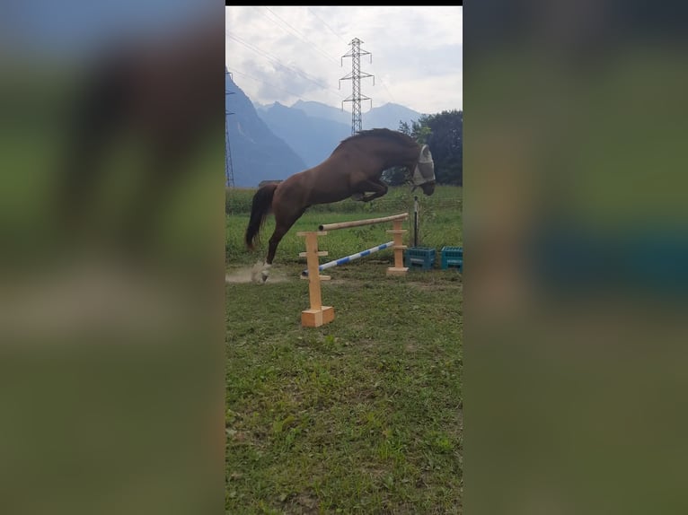 Appaloosa Croisé Hongre 4 Ans 150 cm Alezan in Samolaco