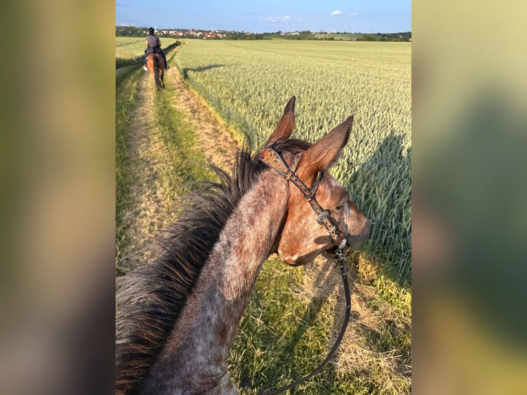 Appaloosa Hongre 4 Ans 150 cm Léopard in Wurzbach