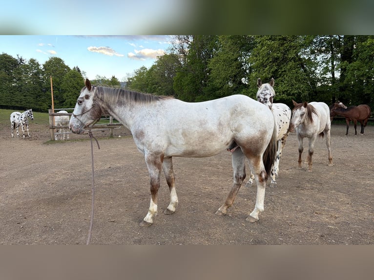 Appaloosa Hongre 4 Ans 150 cm  in Neukirchen an der Enknach