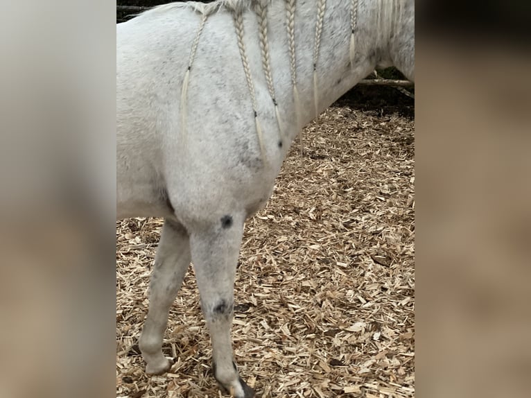 Appaloosa Hongre 4 Ans 151 cm Léopard in Göppingen