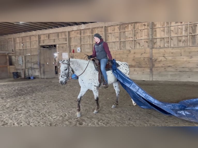 Appaloosa Hongre 4 Ans 152 cm Bai brun foncé in Simsbury