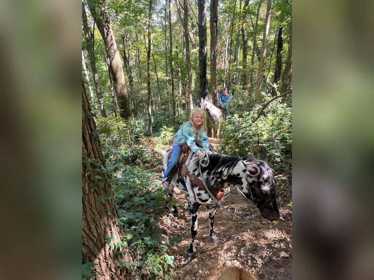 Appaloosa Hongre 4 Ans 152 cm Léopard in Fort Pierce, FL