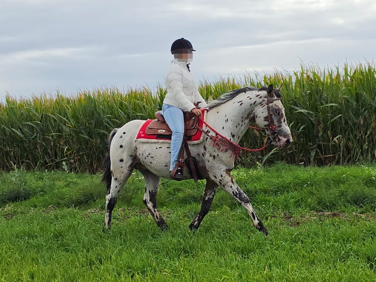 Appaloosa Croisé Hongre 4 Ans 153 cm Léopard in Linkenbach