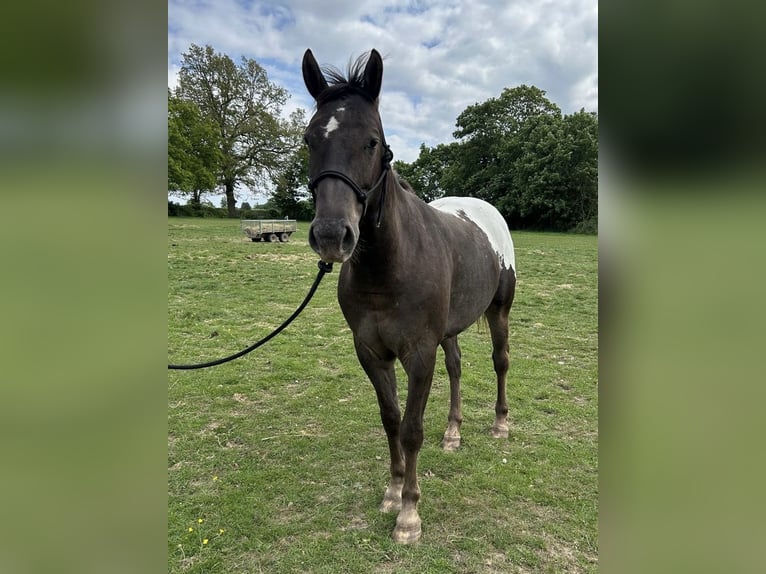 Appaloosa Hongre 4 Ans 155 cm Bai in Watford