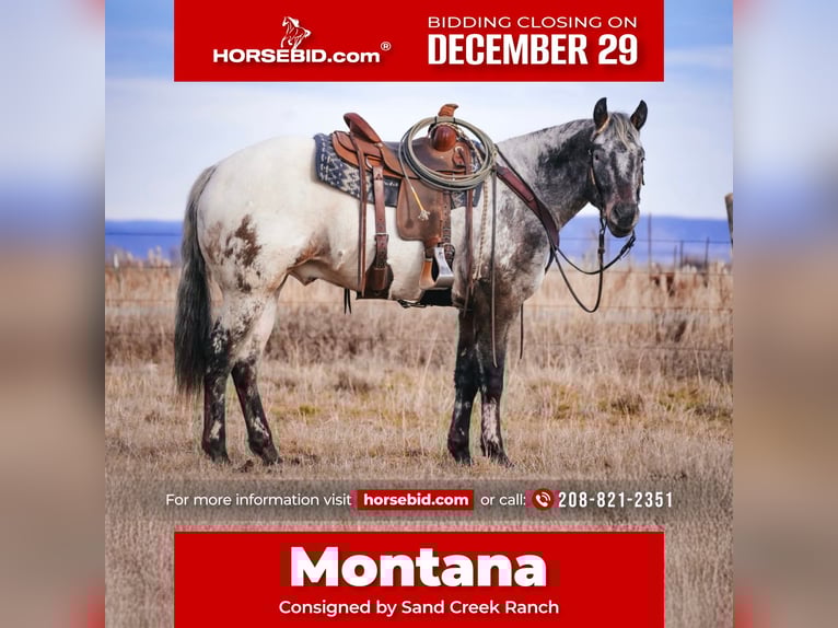 Appaloosa Hongre 4 Ans 155 cm Bai in Saint Anthony