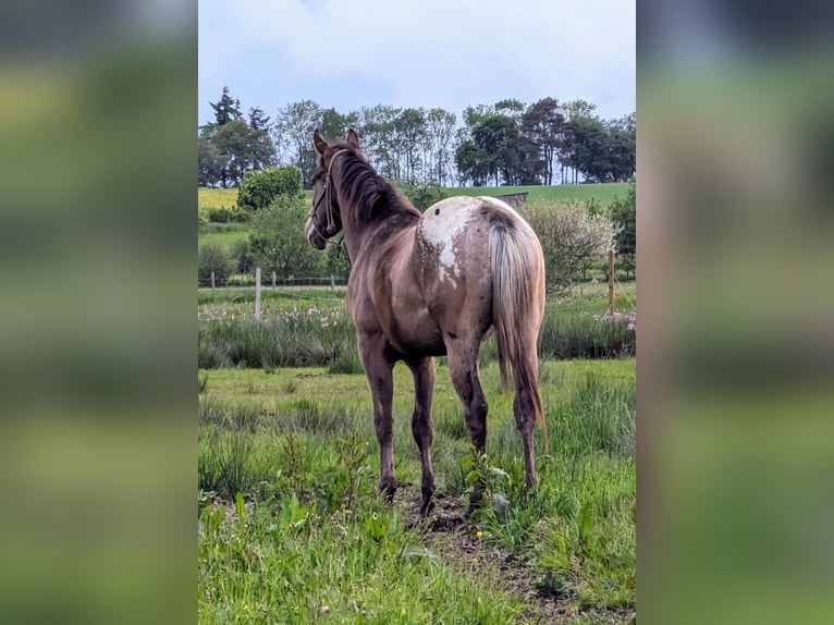 Appaloosa Hongre 4 Ans 158 cm Roan-Bay in Morbach