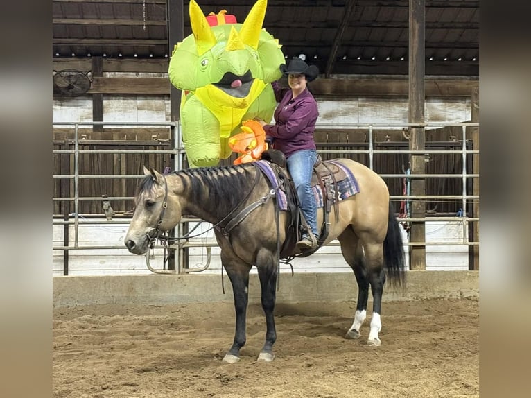 Appaloosa Hongre 4 Ans 160 cm Buckskin in Robards