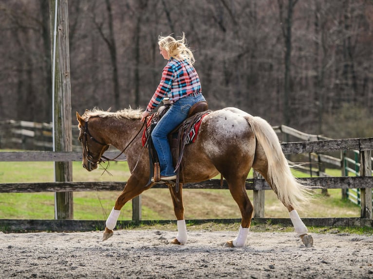 Appaloosa Hongre 4 Ans 163 cm  in New Holland