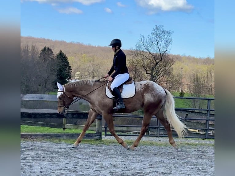 Appaloosa Hongre 4 Ans 163 cm  in New Holland