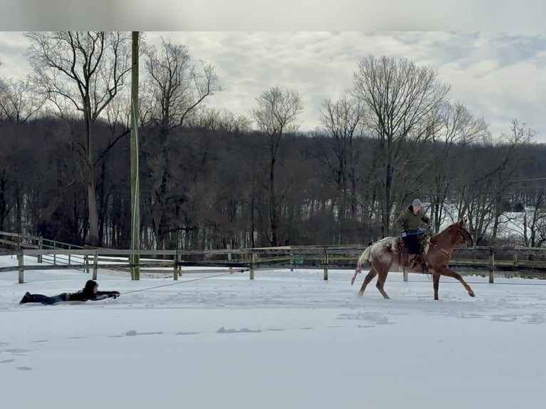 Appaloosa Hongre 4 Ans 163 cm  in New Holland
