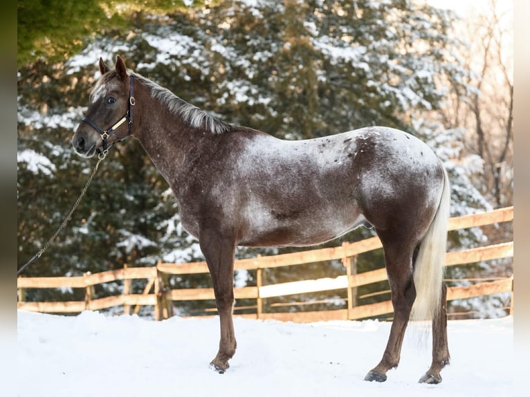 Appaloosa Hongre 4 Ans 163 cm  in New Holland