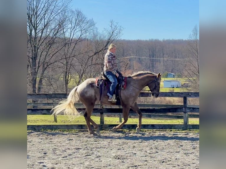 Appaloosa Hongre 4 Ans 163 cm  in New Holland