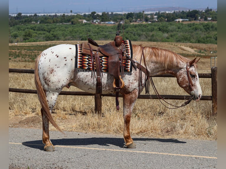 Appaloosa Hongre 4 Ans Alezan in Norco