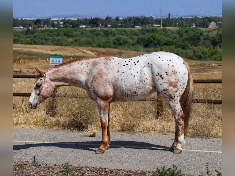 Appaloosa Hongre 4 Ans Bai in Norco
