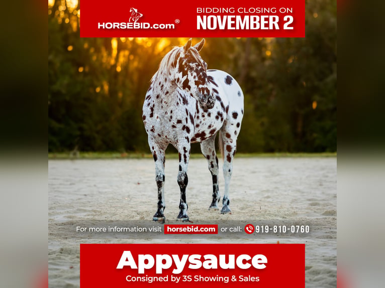 Appaloosa Hongre 4 Ans  in Ocala
