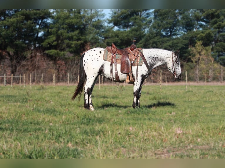 Appaloosa Hongre 5 Ans 132 cm Gris in North Judson IN
