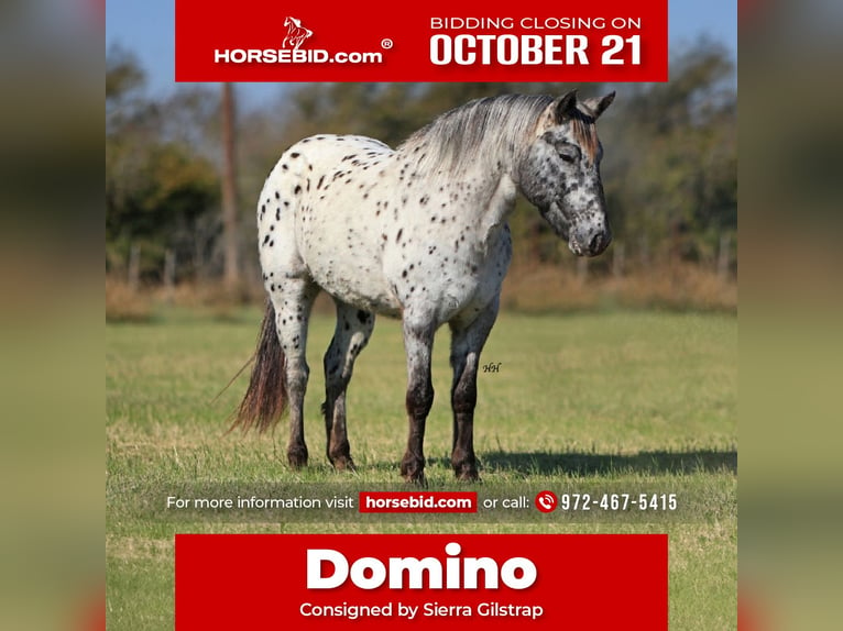 Appaloosa Hongre 5 Ans 132 cm in Grandview, TX