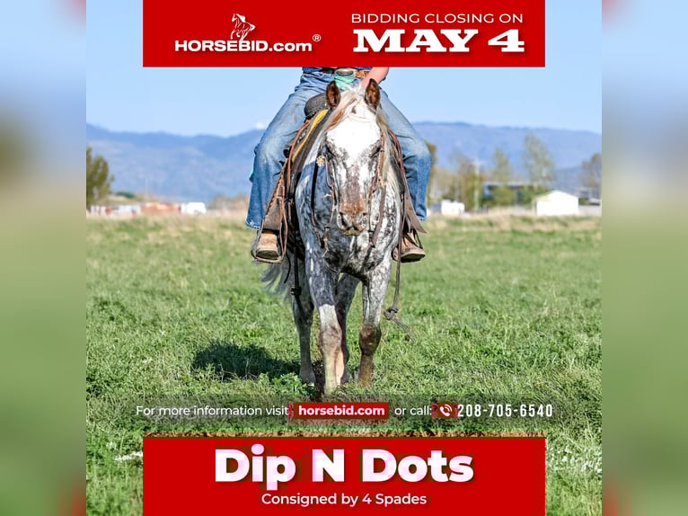 Appaloosa Hongre 5 Ans 142 cm  in Rigby