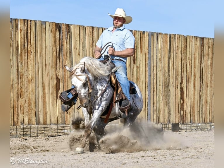 Appaloosa Hongre 5 Ans 142 cm  in Rigby