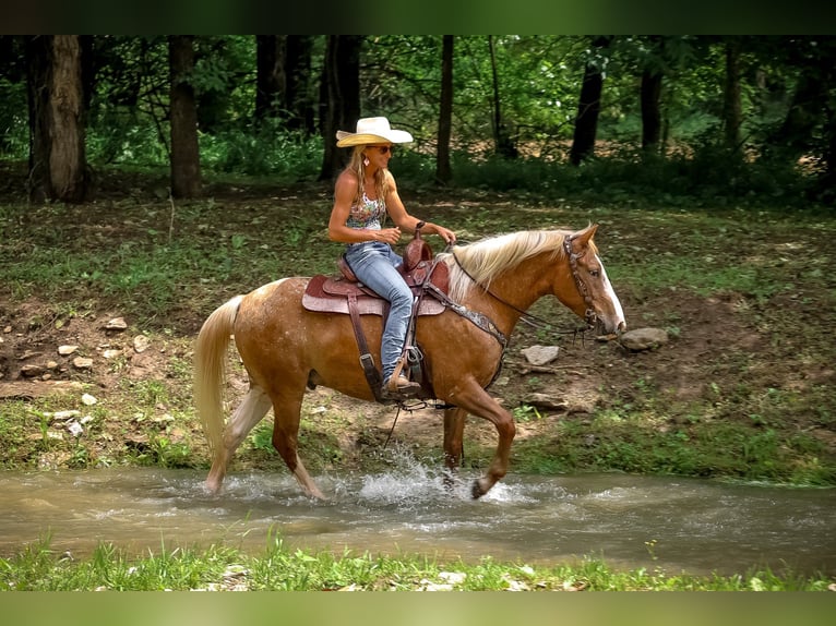 Appaloosa Hongre 5 Ans 145 cm Palomino in Flemingsburg KY