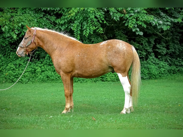 Appaloosa Hongre 5 Ans 145 cm Palomino in Flemingsburg KY