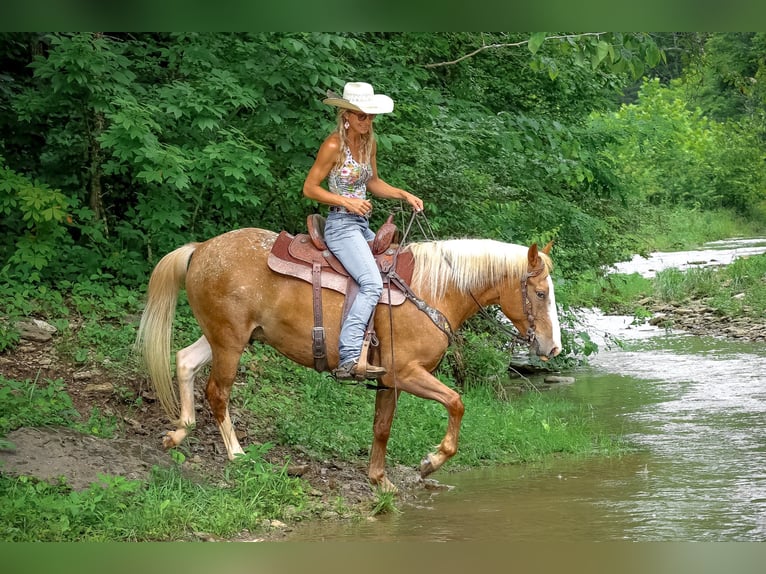 Appaloosa Hongre 5 Ans 145 cm Palomino in Flemingsburg KY