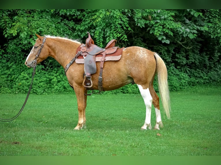 Appaloosa Hongre 5 Ans 145 cm Palomino in Flemingsburg KY