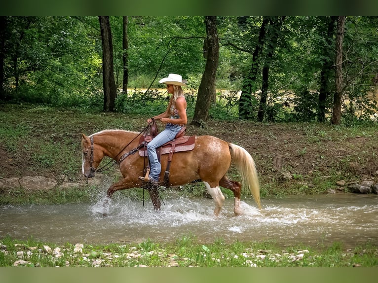 Appaloosa Hongre 5 Ans 145 cm Palomino in Flemingsburg KY