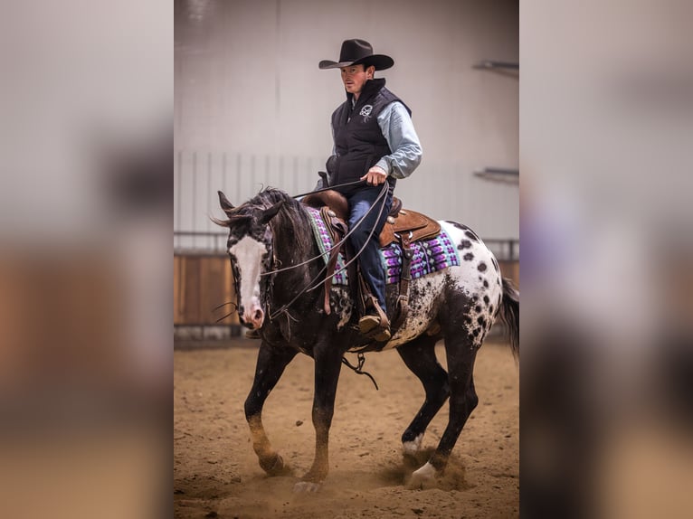 Appaloosa Hongre 5 Ans 150 cm Léopard in Canistota