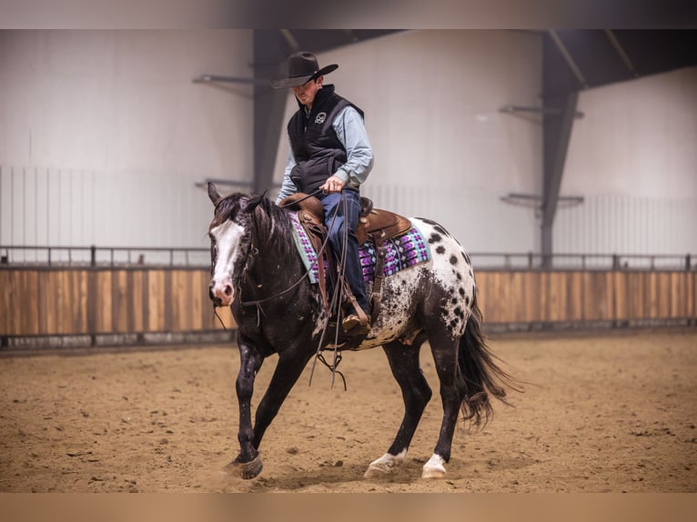 Appaloosa Hongre 5 Ans 150 cm Léopard in Canistota