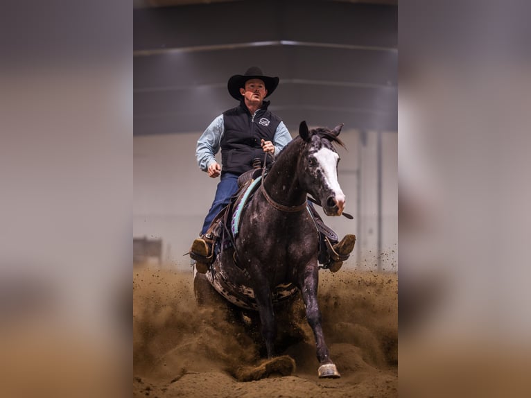 Appaloosa Hongre 5 Ans 150 cm Léopard in Canistota