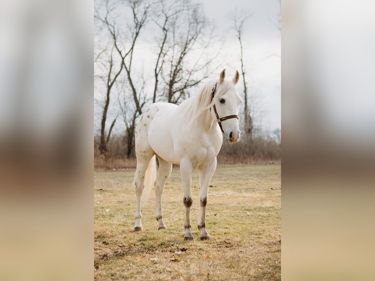 Appaloosa Hongre 5 Ans 150 cm Léopard in North Judson