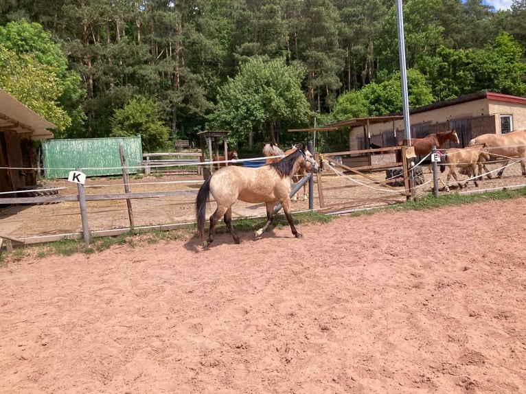 Appaloosa Hongre 5 Ans 151 cm Buckskin in Geiselwind