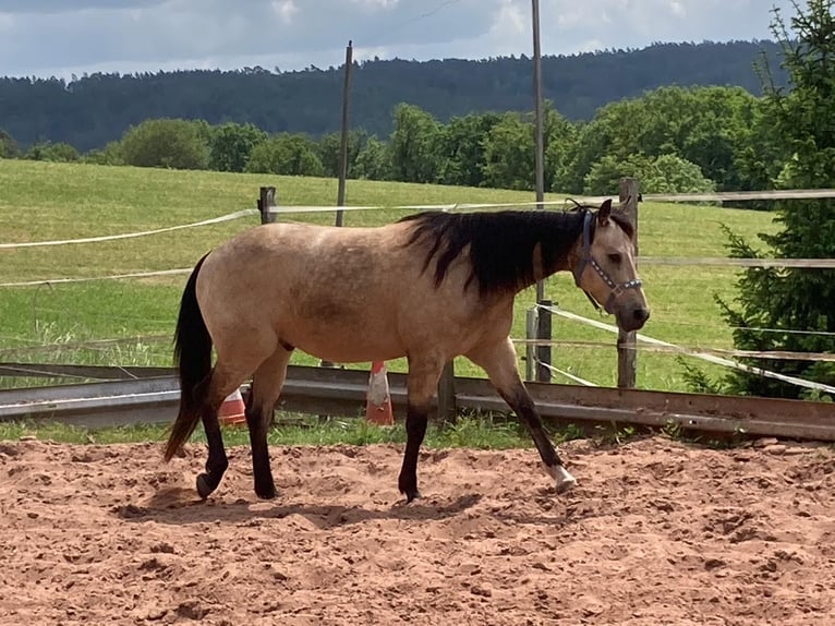 Appaloosa Hongre 5 Ans 151 cm Buckskin in Geiselwind
