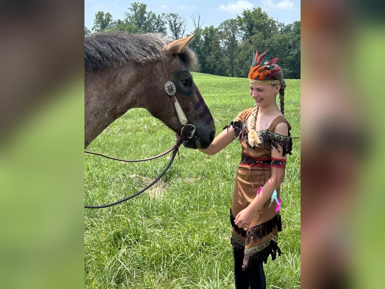 Appaloosa Croisé Hongre 5 Ans 152 cm Bai cerise in White Hall
