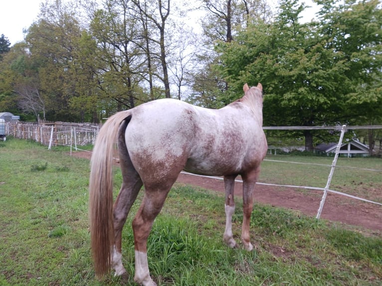 Appaloosa Hongre 5 Ans 152 cm in Ljungarum