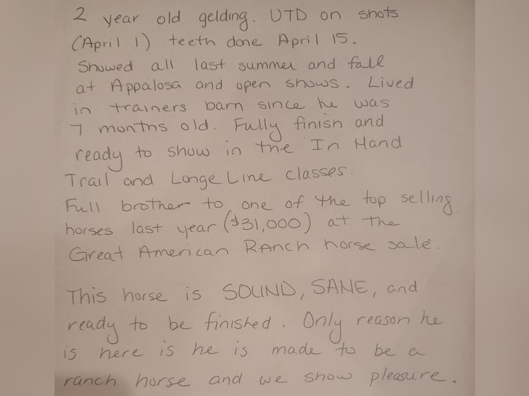 Appaloosa Hongre 5 Ans 152 cm Isabelle in Laotto