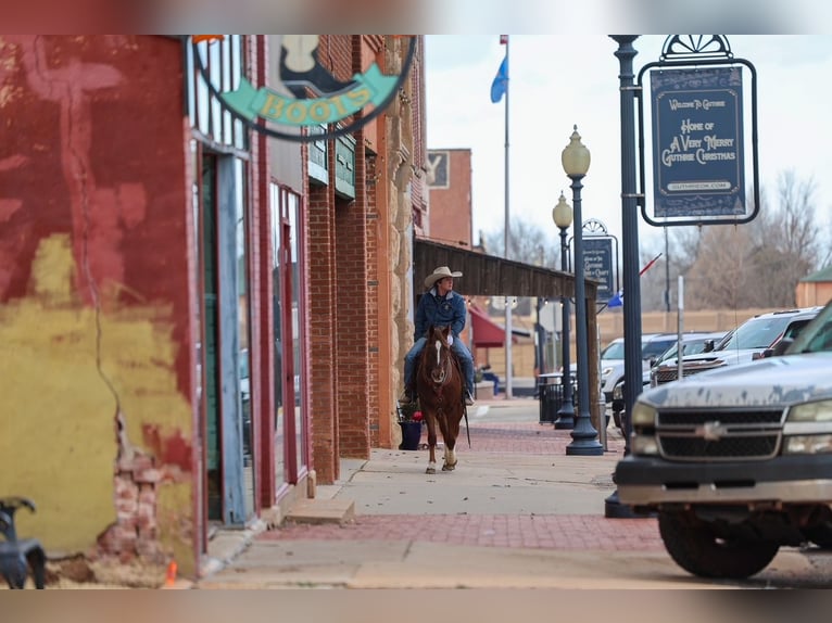 Appaloosa Hongre 5 Ans 152 cm  in Ripley