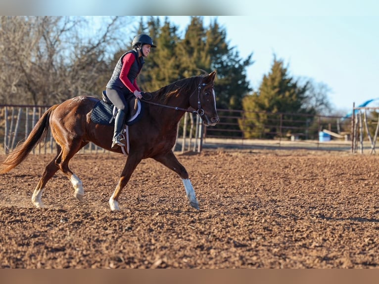 Appaloosa Hongre 5 Ans 152 cm  in Ripley