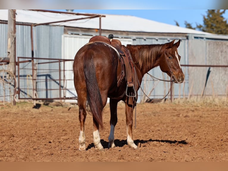 Appaloosa Hongre 5 Ans 152 cm  in Ripley