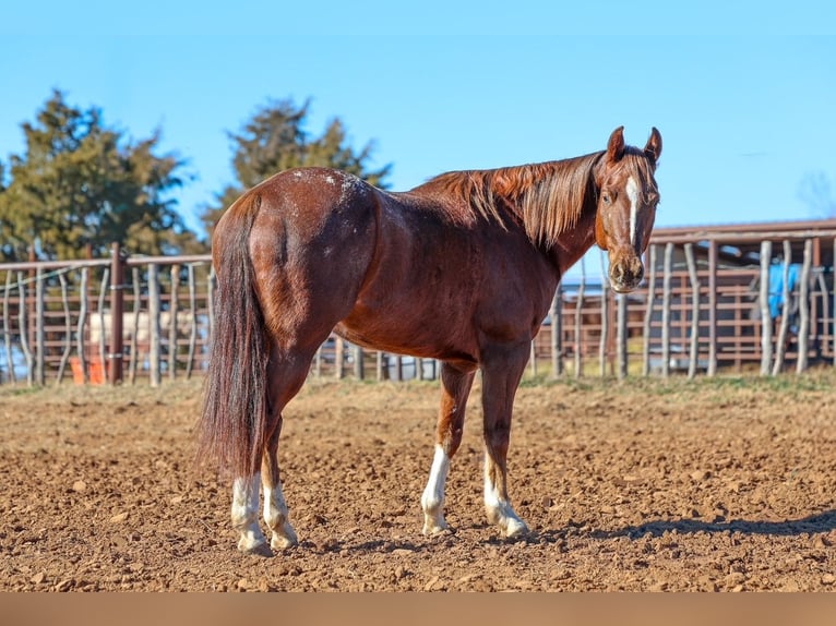 Appaloosa Hongre 5 Ans 152 cm  in Ripley