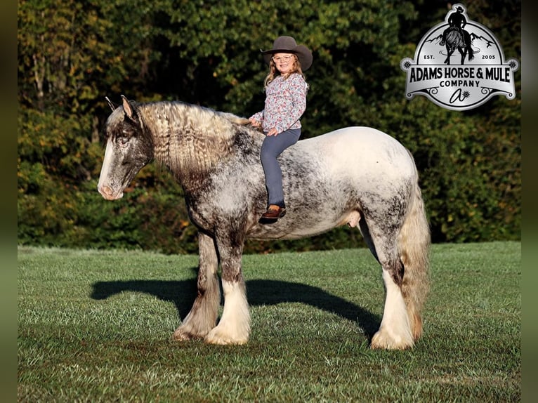 Appaloosa Hongre 5 Ans 152 cm Rouan Rouge in Mount Vernon KY