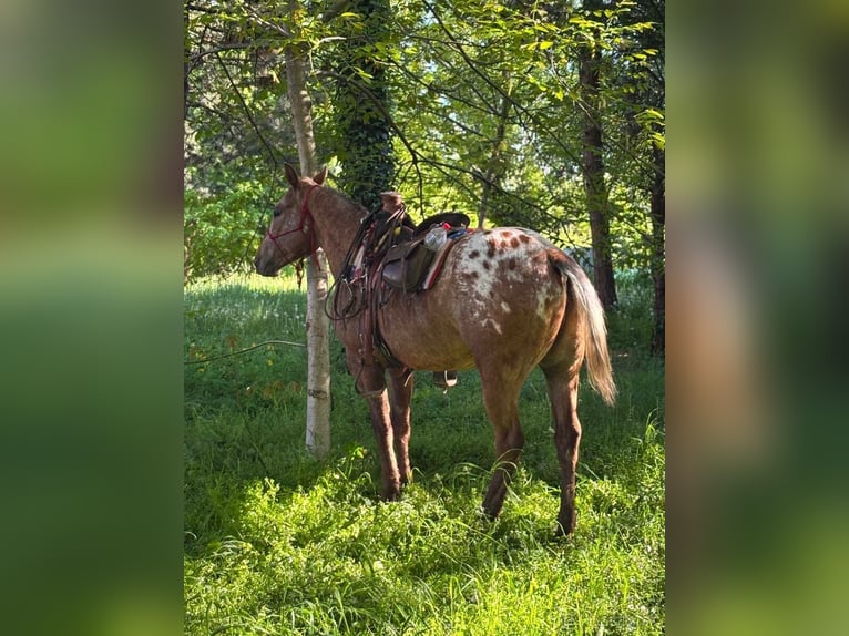 Appaloosa Hongre 5 Ans 153 cm Bai cerise in Tesedikovo