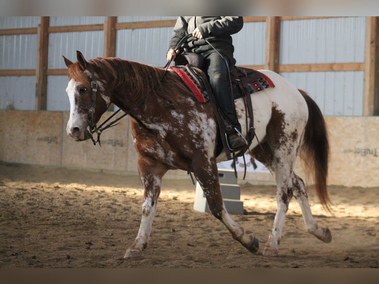 Appaloosa Hongre 5 Ans 155 cm Alezan brûlé in Cincinnati, IA