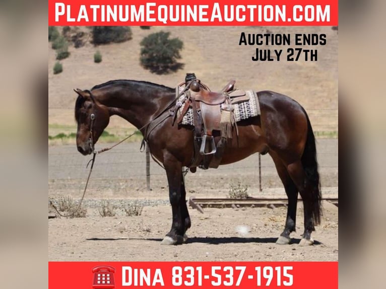 Appaloosa Hongre 5 Ans 155 cm Bai cerise in Paicines CA