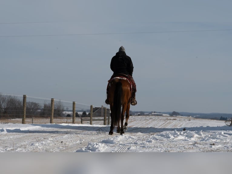 Appaloosa Croisé Hongre 5 Ans 157 cm Bai cerise in Fredericksburg
